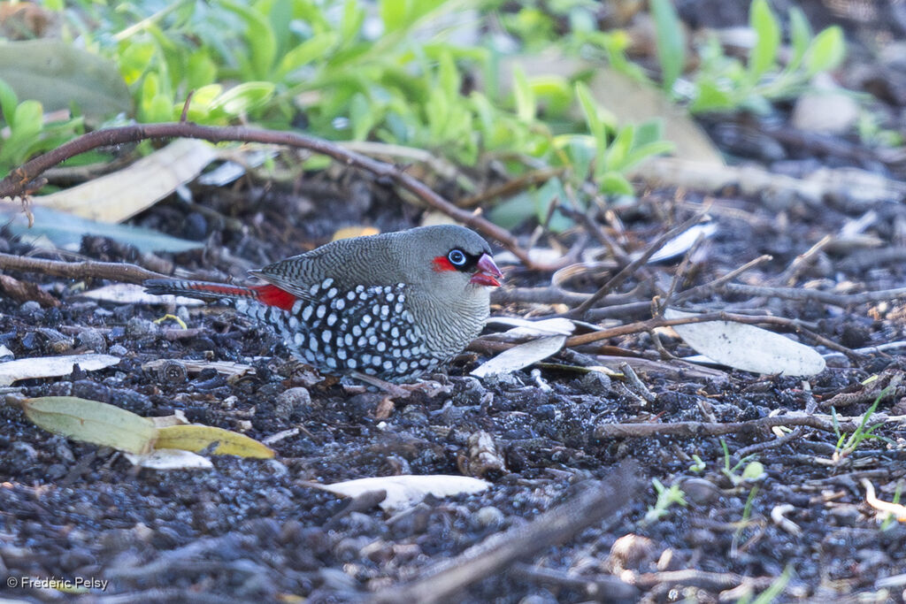 Red-eared Firetail