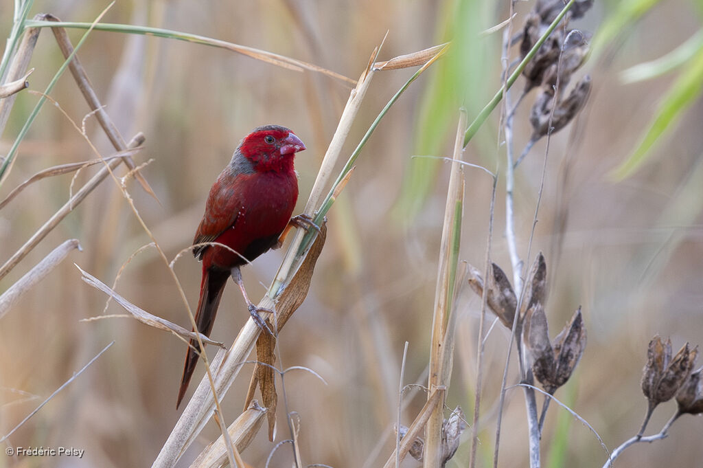 Diamant phaéton mâle adulte