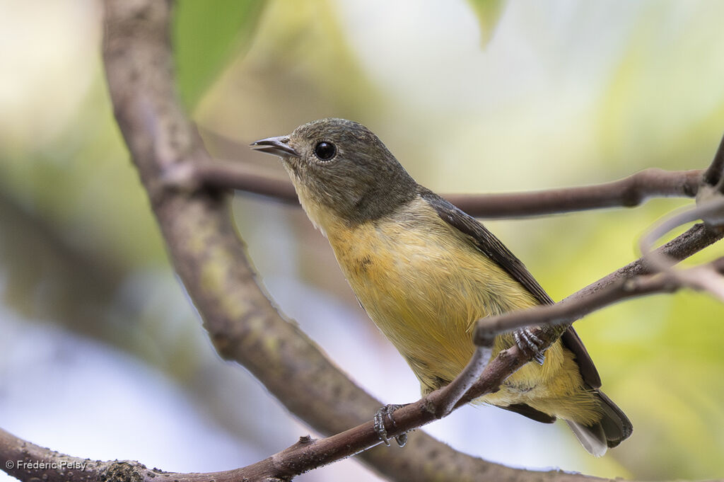 Fire-breasted Flowerpecker female