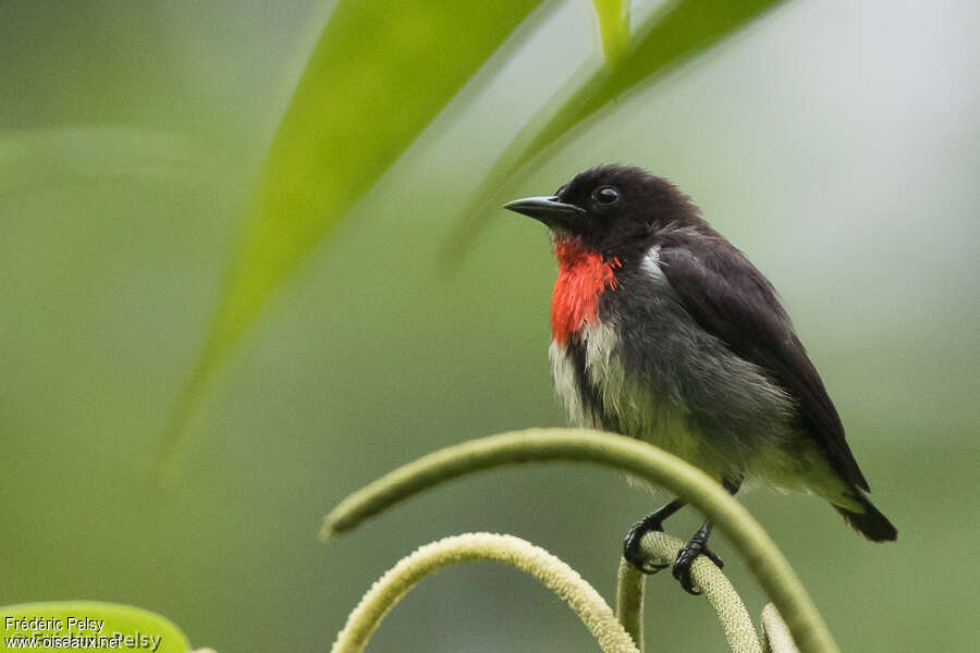 Dicée des Célèbes mâle adulte, identification