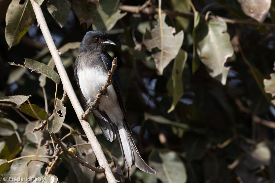 Drongo à ventre blanc