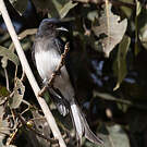 Drongo à ventre blanc