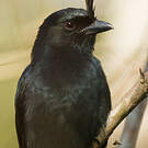 Drongo malgache