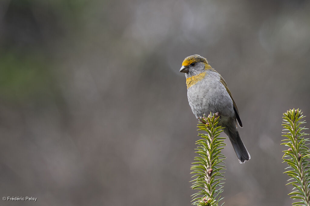 Crimson-browed Finch