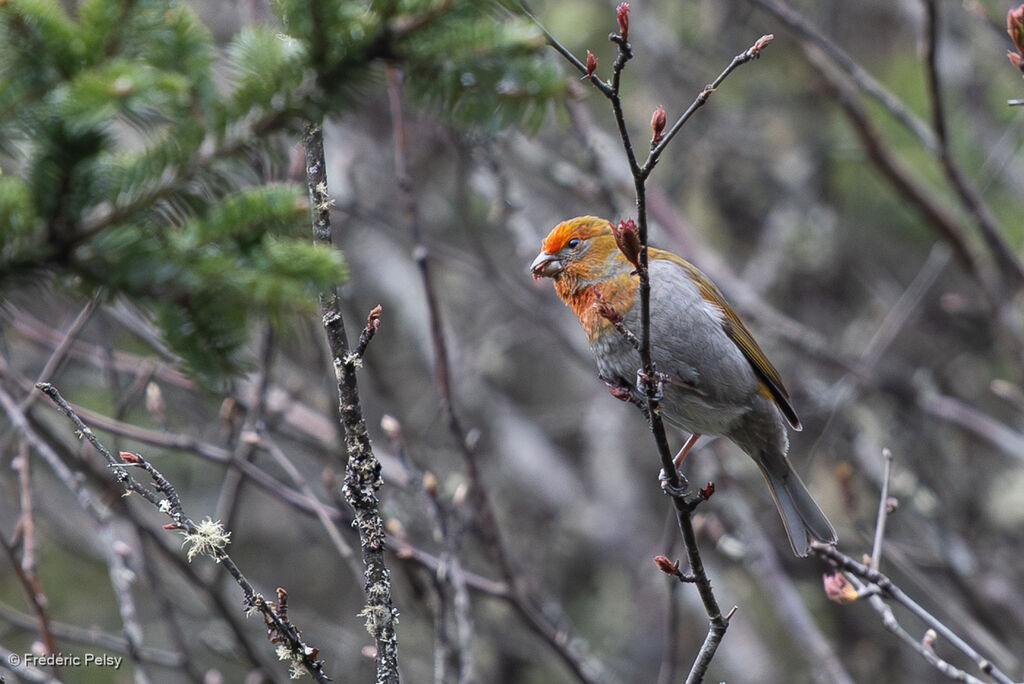 Crimson-browed Finch