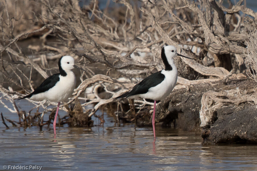 Pied Stilt