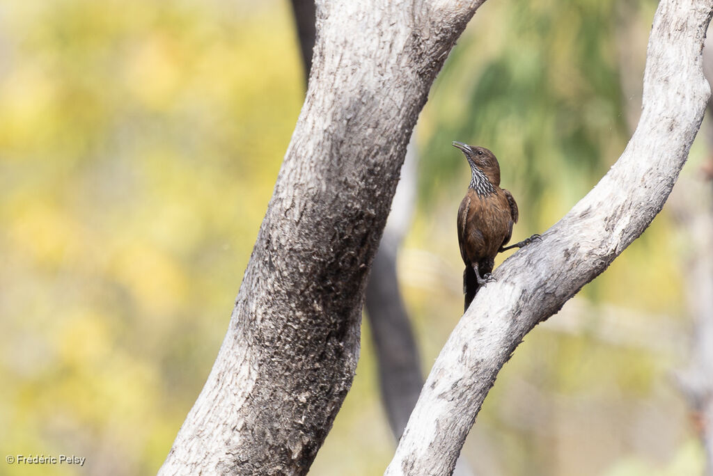 Échelet à queue noire mâle adulte
