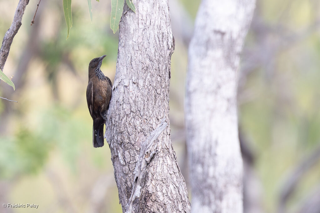 Échelet à queue noire