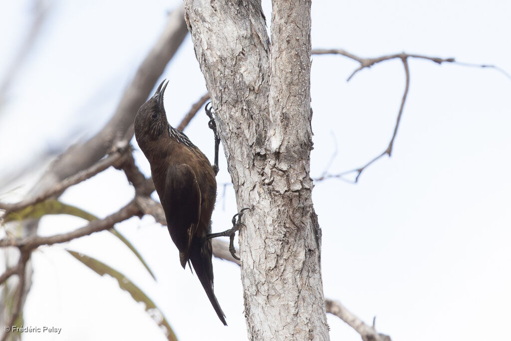 Échelet à queue noire