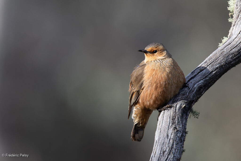 Rufous Treecreeper male