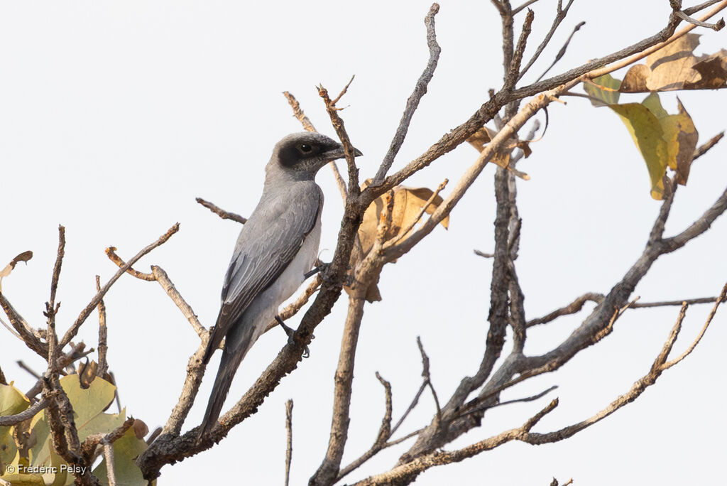 Échenilleur à masque noirjuvénile