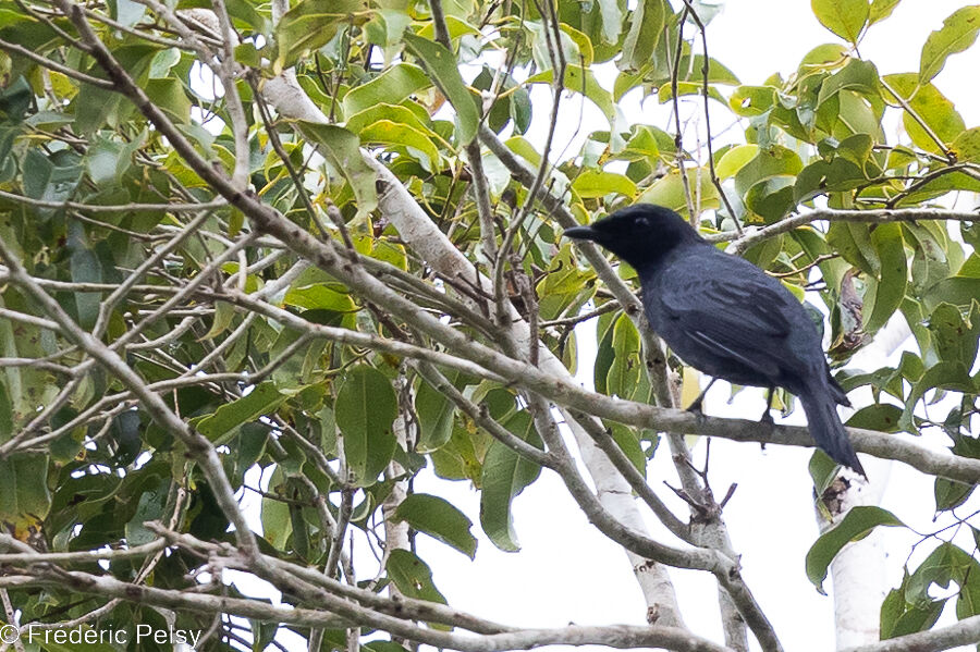 Sahul Cicadabird
