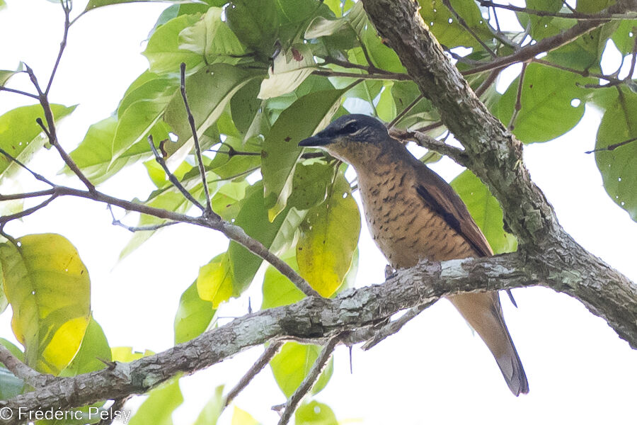Sahul Cicadabird