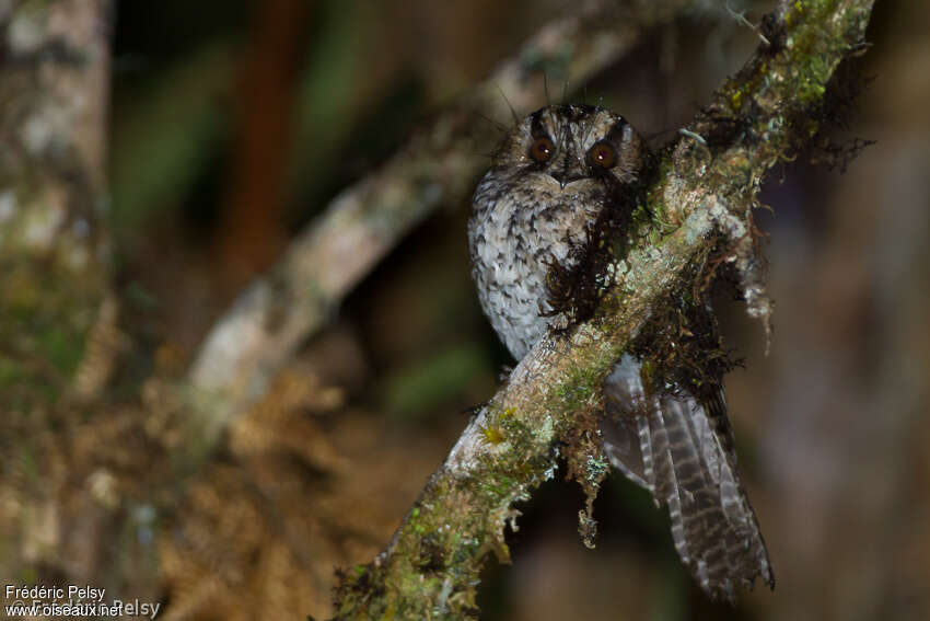 Égothèle montagnardadulte, identification