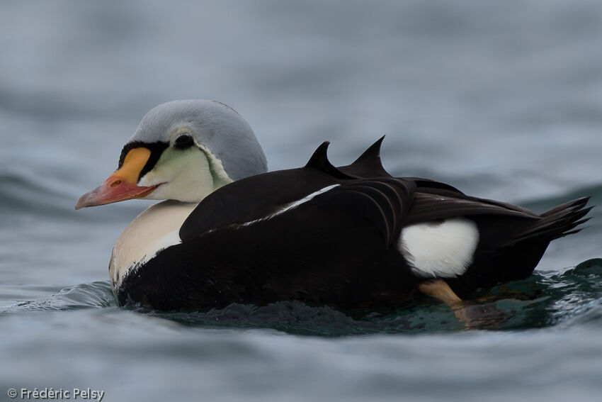 King Eider male immature