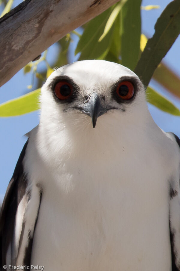 Letter-winged Kiteadult