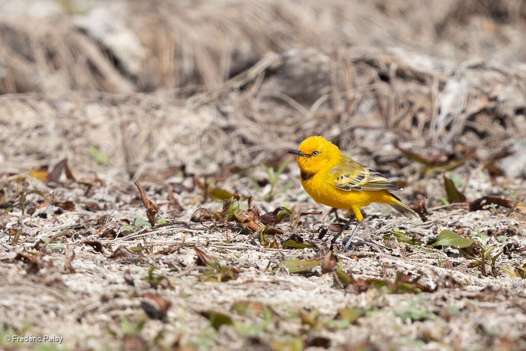 Epthianure à collier mâle adulte