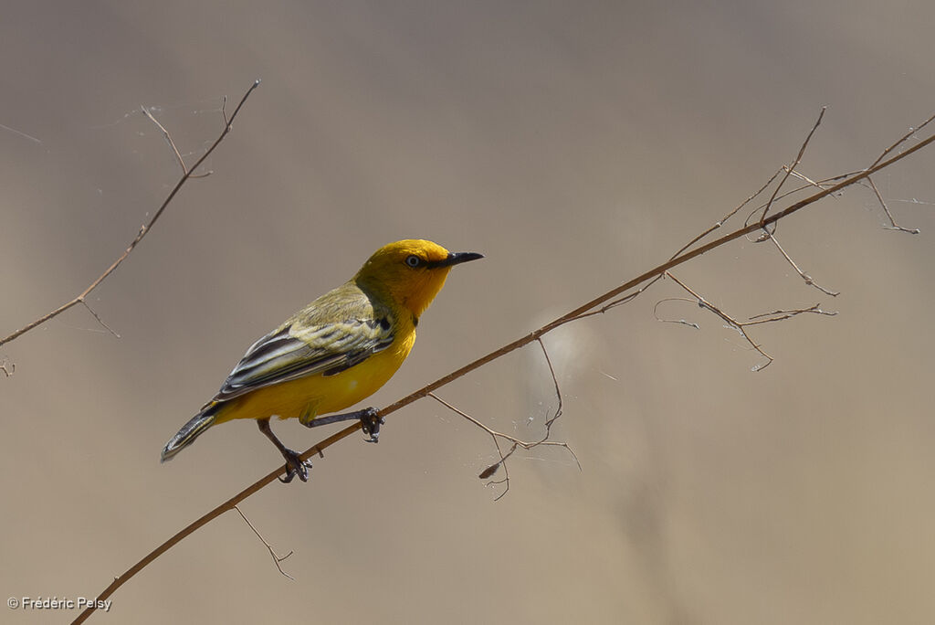 Epthianure à collier mâle adulte