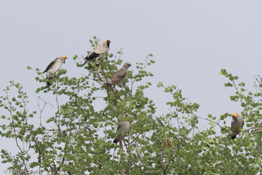 Wattled Starling