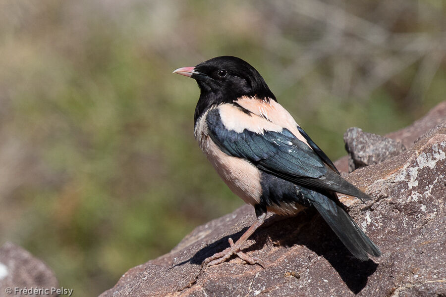Rosy Starlingadult breeding