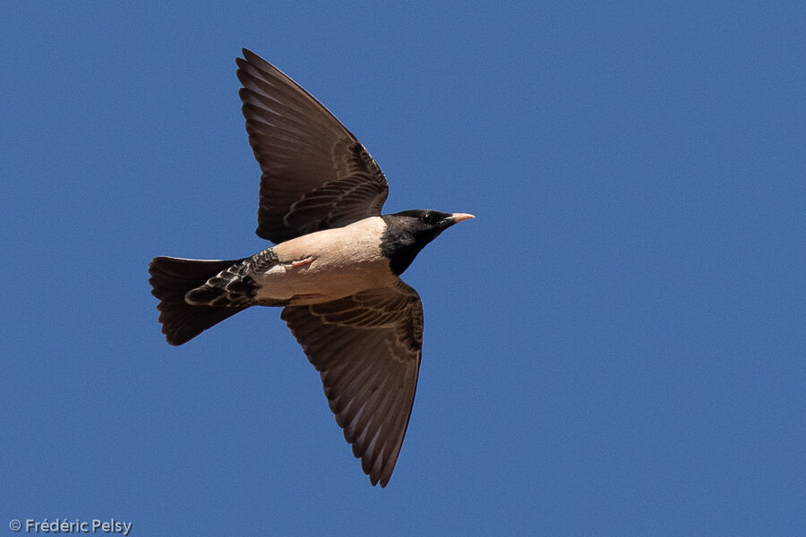 Rosy Starling, Flight
