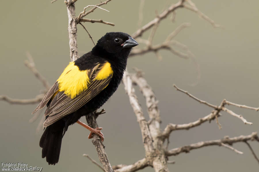 Yellow Bishop male adult breeding, identification