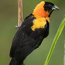 Euplecte de Gierow