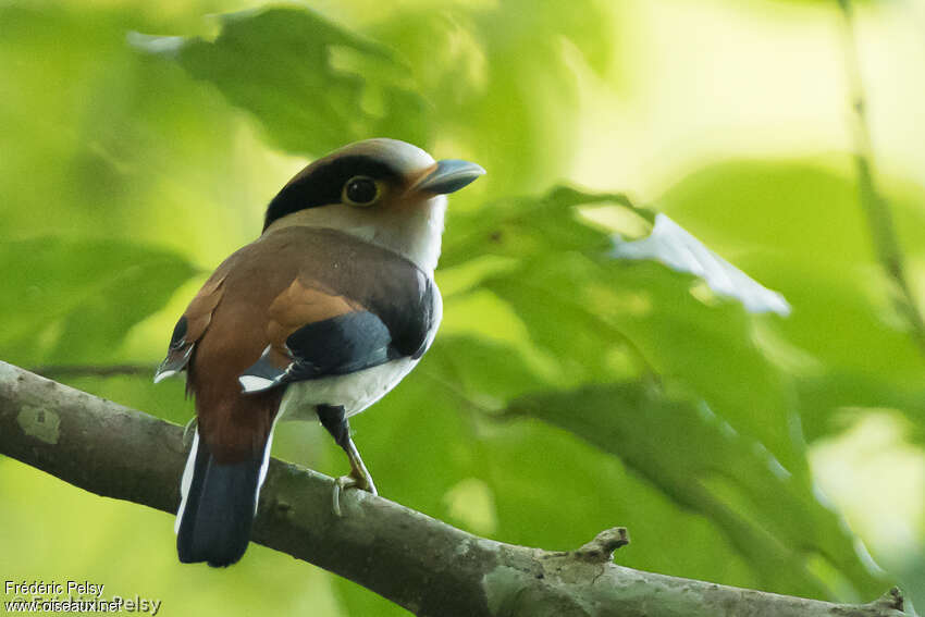 Silver-breasted Broadbilladult, identification