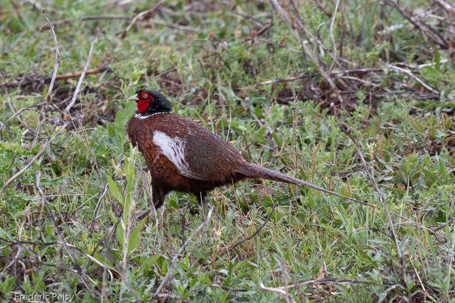 Common Pheasant