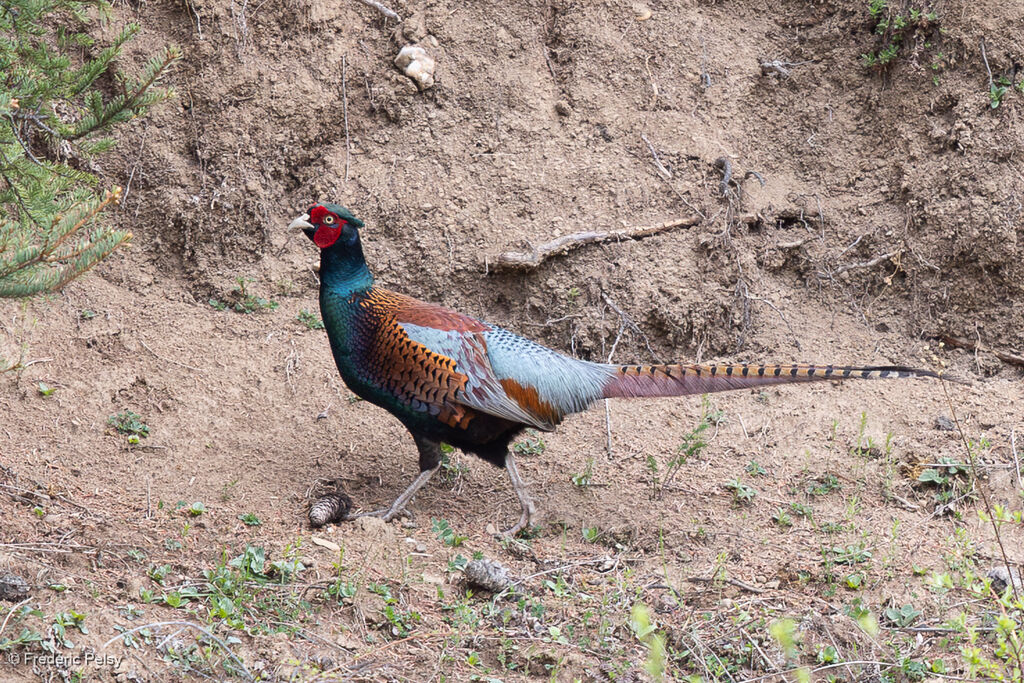 Common Pheasant male