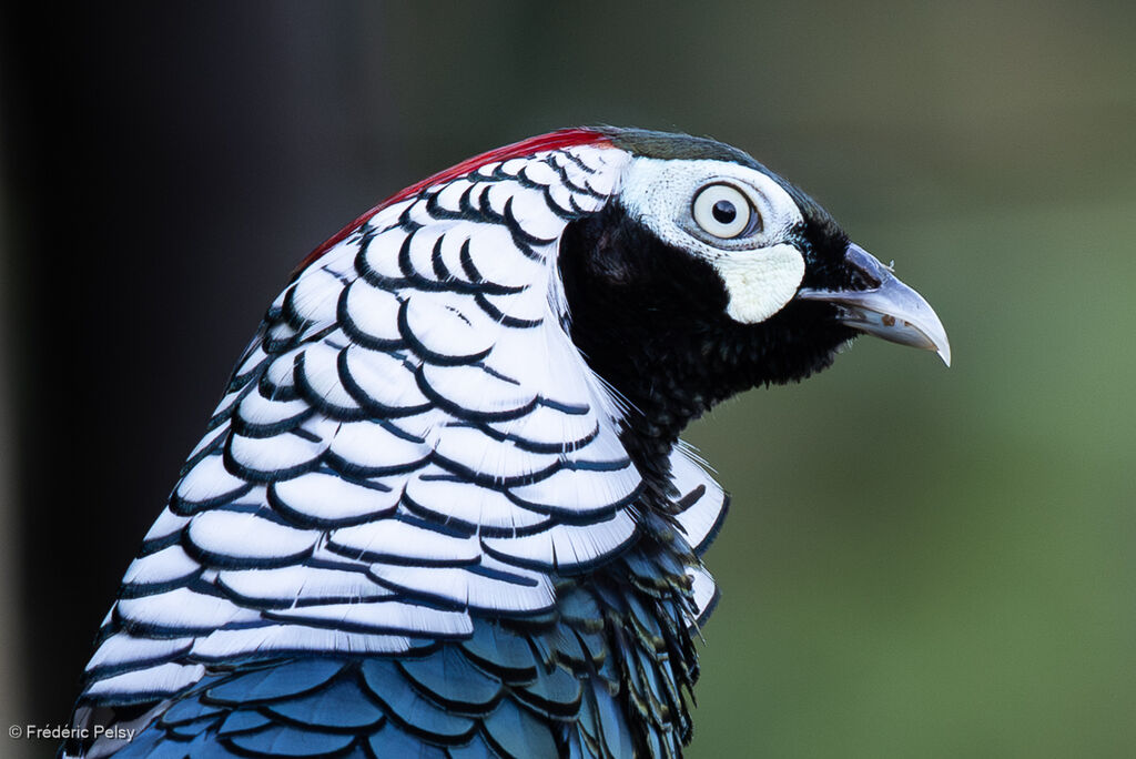 Lady Amherst's Pheasant