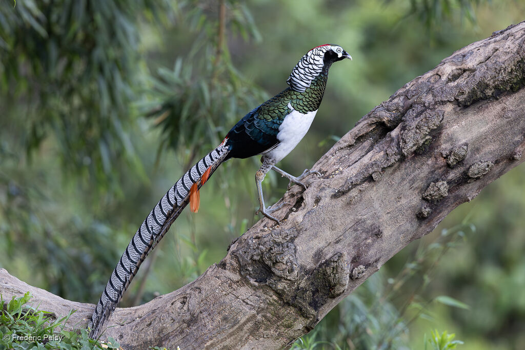Lady Amherst's Pheasant