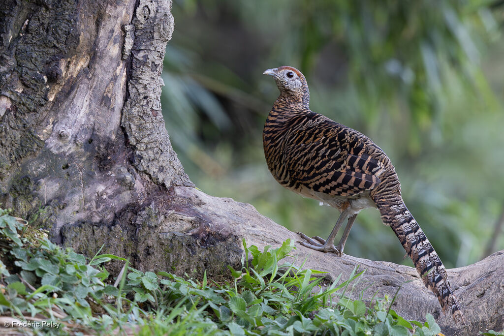 Lady Amherst's Pheasant