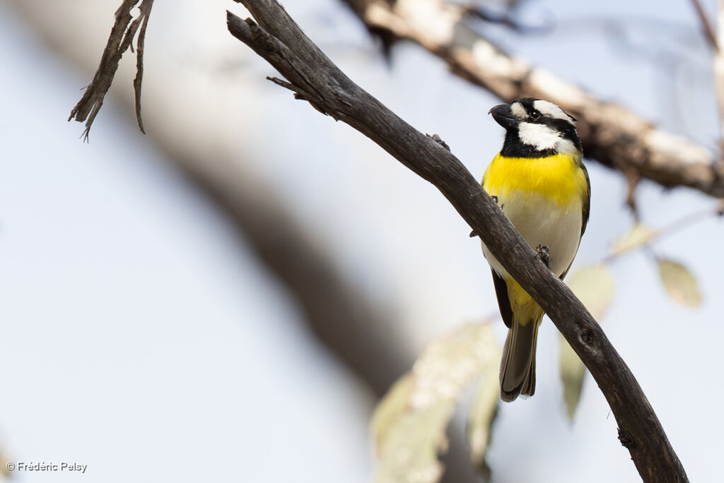 Falconelle à ventre blanc mâle adulte