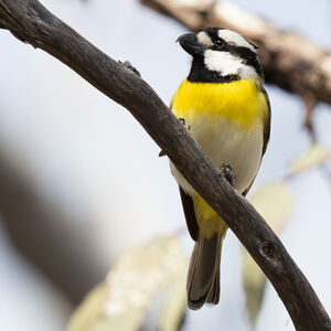 Falconelle à ventre blanc