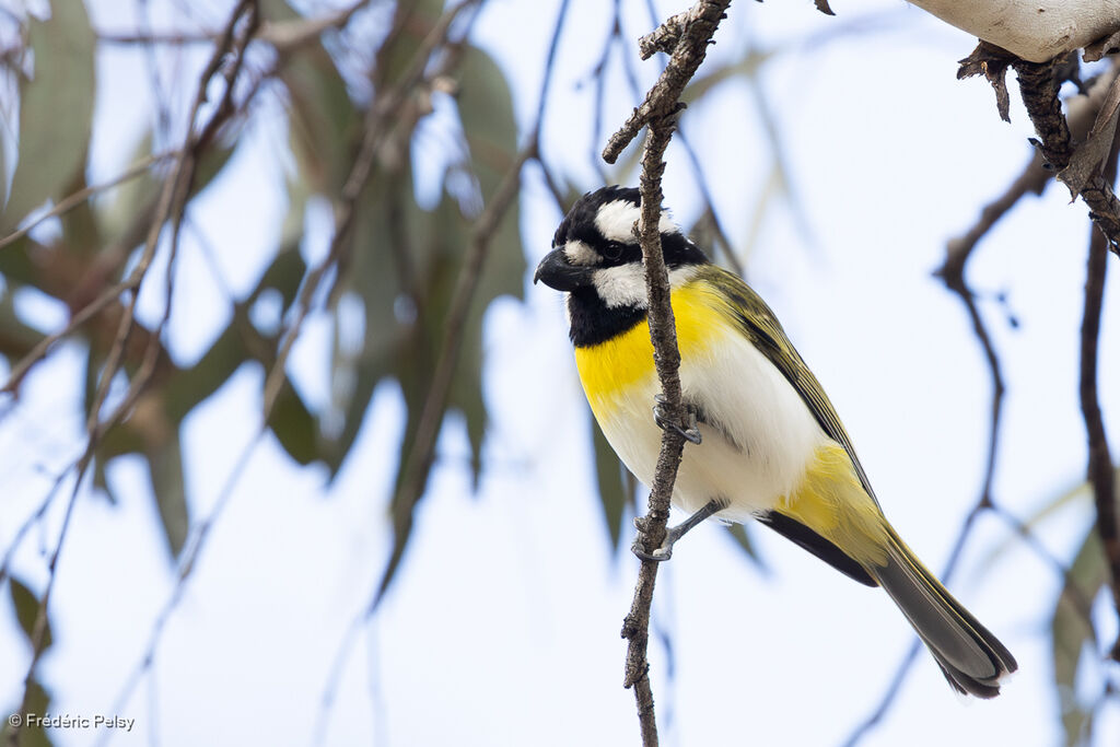 Falconelle à ventre blanc