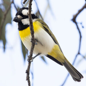 Falconelle à ventre blanc