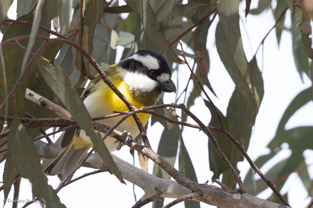 Falconelle à ventre blanc