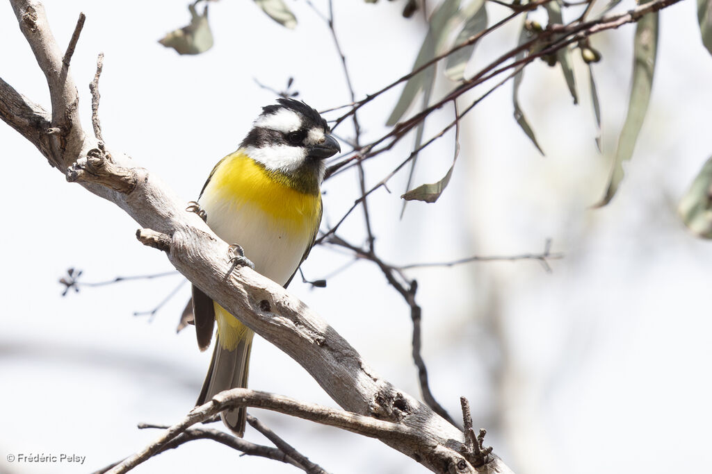 Falconelle à ventre blanc