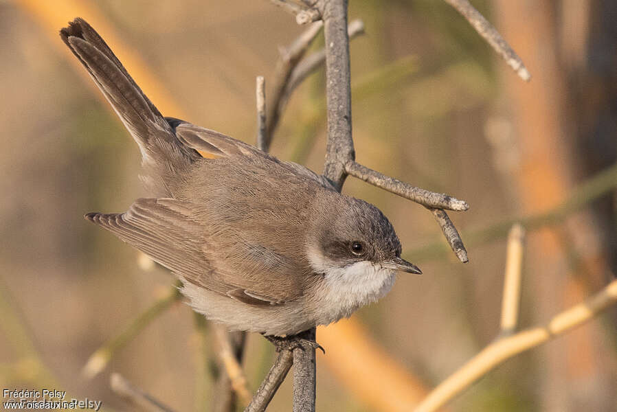 Lesser Whitethroat (minula), pigmentation