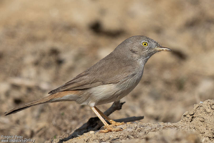 Asian Desert Warbler, identification