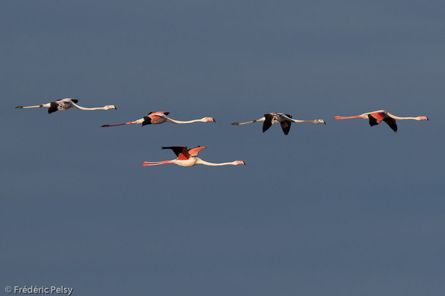 Flamant rose, Vol