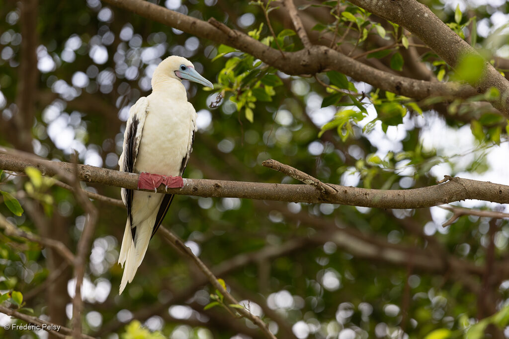 Fou à pieds rougesadulte