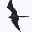 Frégate ariel