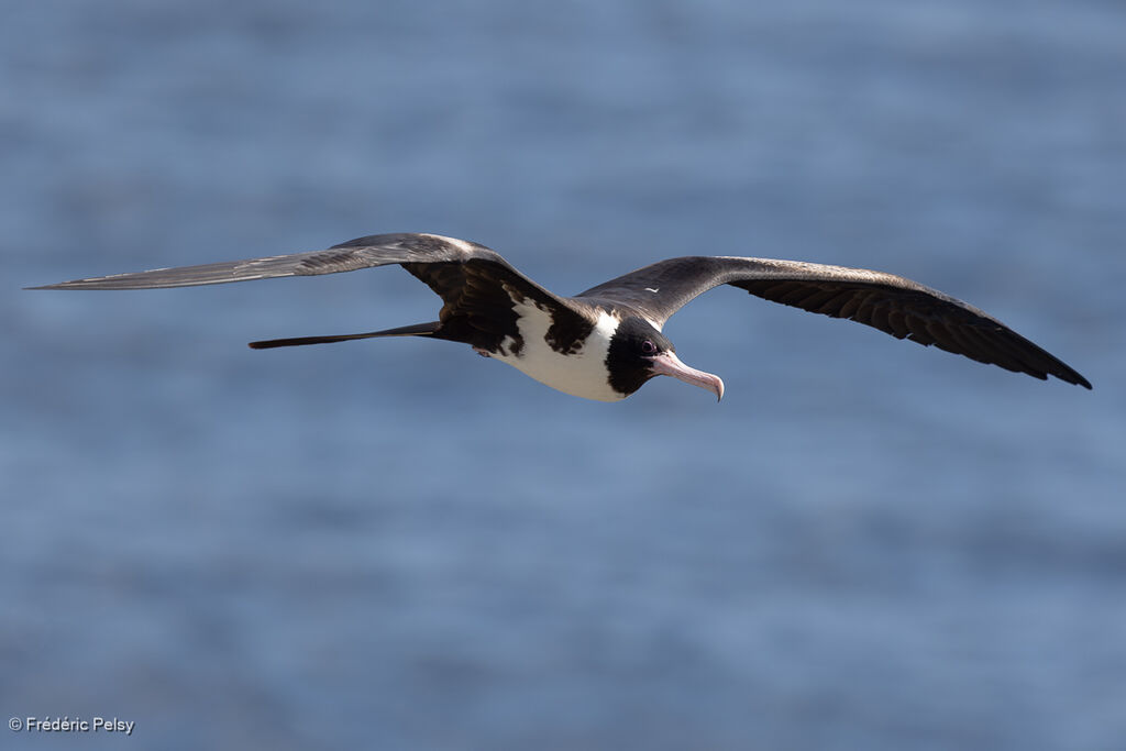 Frégate d'Andrews femelle adulte, Vol