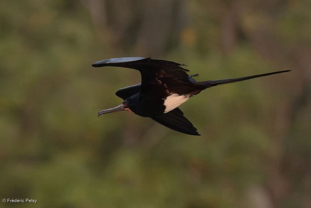 Frégate d'Andrews mâle adulte, Vol