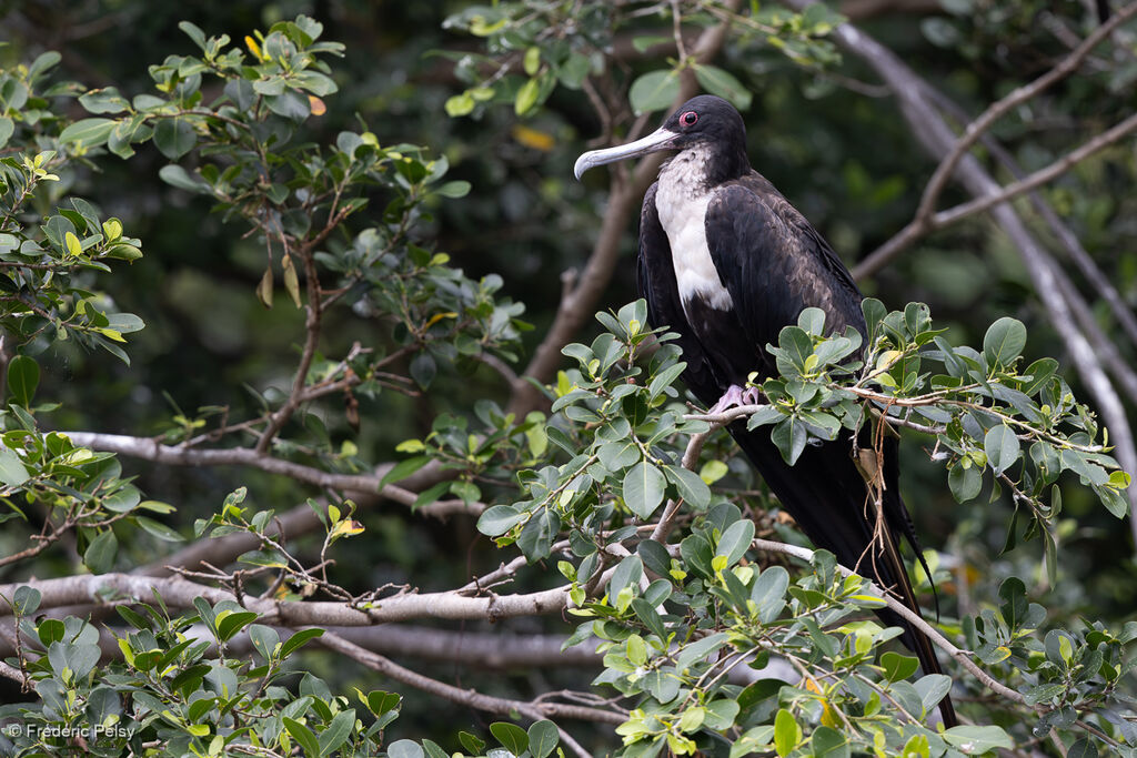 Frégate du Pacifique femelle