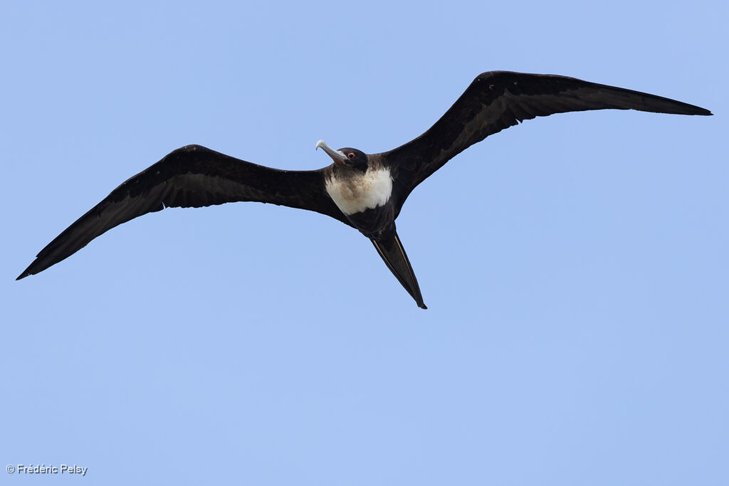 Frégate du Pacifique femelle adulte, Vol