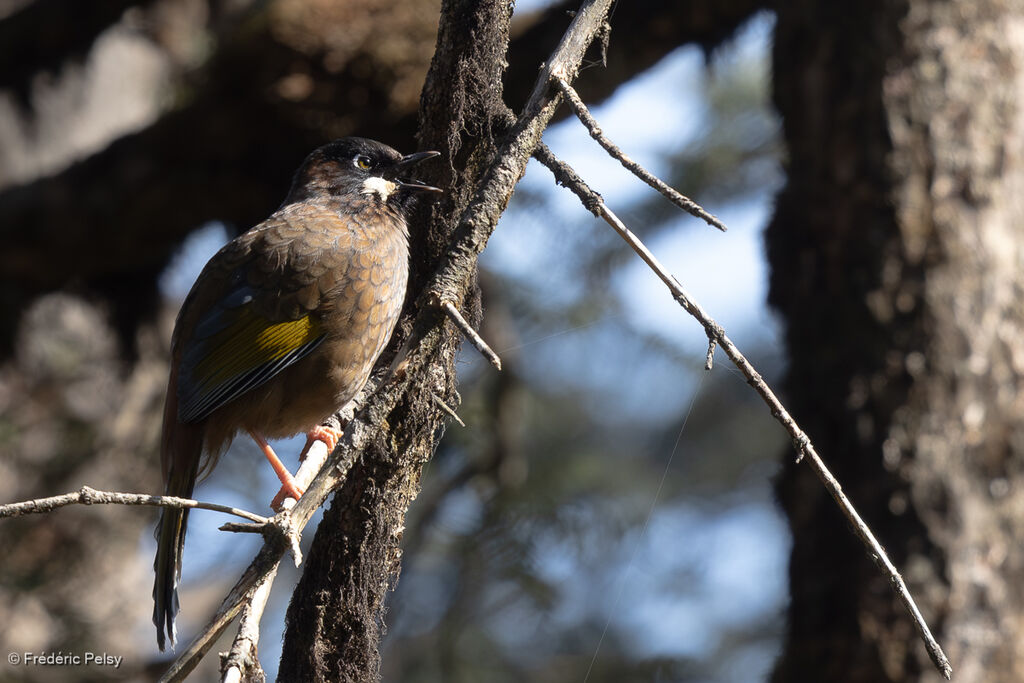 Black-faced Laughingthrush
