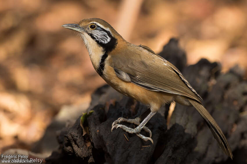 Garrulaxe à plastron, identification